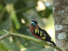 Eurylaimus javanicus