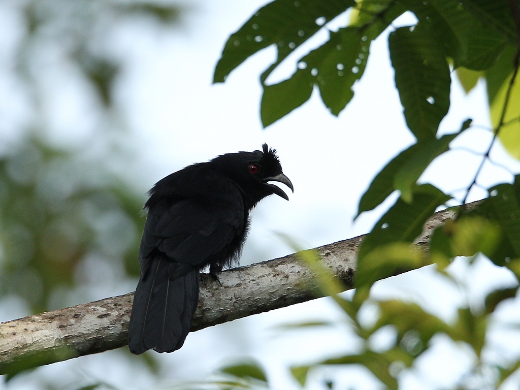 Bornean Black Magpie