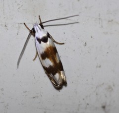 Plectophila pyrgodes