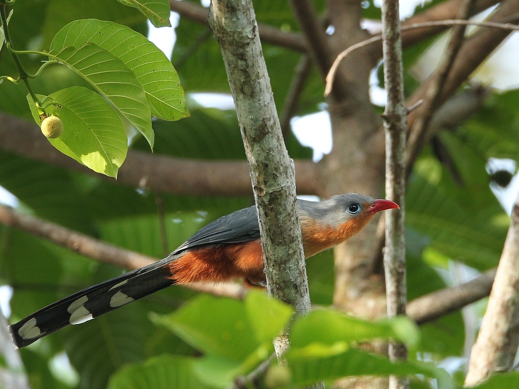 Red-Billed Malkoha