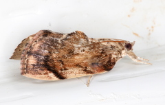 Crocidolomia suffusalis