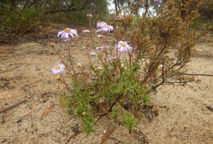 Olearia ciliata