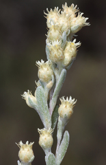 Pterochaeta paniculata