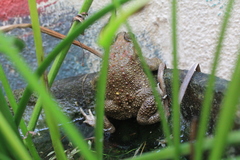 Duttaphrynus melanostictus