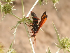 Hemipepsis mauritanica