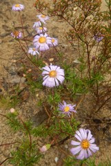 Olearia ciliata