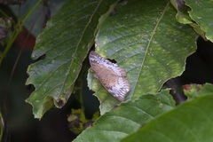 Tanaecia munda