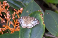 Tanaecia munda