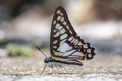 Graphium chironides