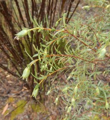 Pimelea stricta
