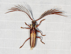 Piesarthrius marginellus