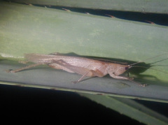 Secsiva