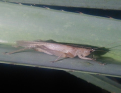 Secsiva
