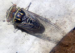 Macrotristria douglasi