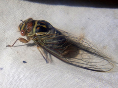 Macrotristria douglasi