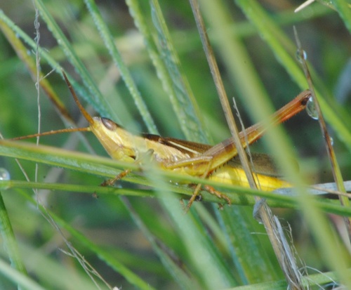 Mermiria bivittata