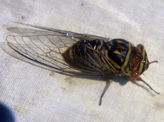 Macrotristria douglasi