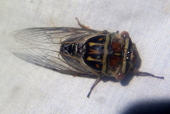 Macrotristria douglasi