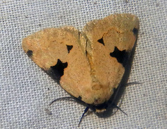 Plecoptera plinthochroa