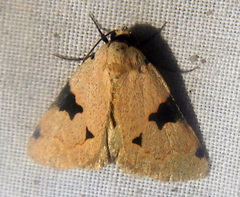 Plecoptera plinthochroa