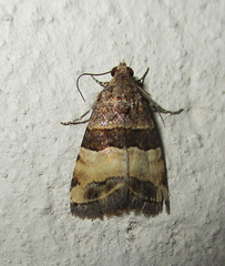 Pseudozarba bipartita