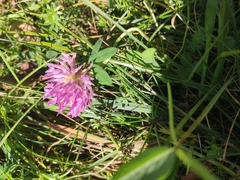 Trifolium medium