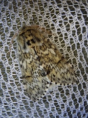 Eriodonta amagisana