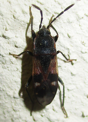 Lanchnophorus singalensis