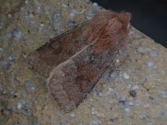 Orthosia ijimai