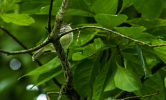 Camptostoma obsoletum