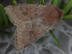 Orthosia ijimai