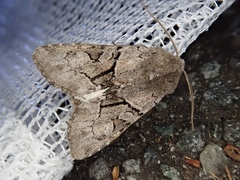 Orthosia satoi