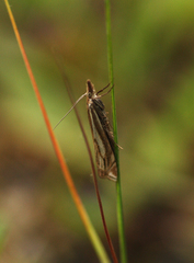 Crambus pratella