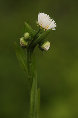 Erigeron annuus