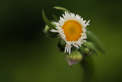 Erigeron annuus
