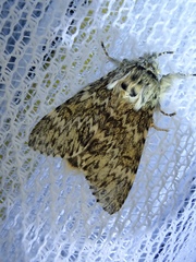Eriodonta amagisana