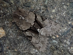 Orthosia satoi