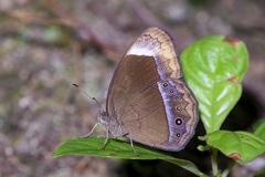 Mycalesis anaxias