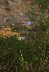 Linum austriacum