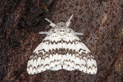 Lymantria brotea