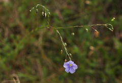 Linum austriacum