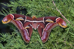 Archaeoattacus malayanus