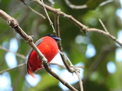 Harpactes duvaucelii