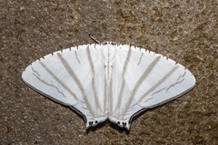 Urapteroides astheniata