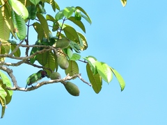 Psilopogon duvaucelii