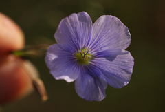 Linum austriacum