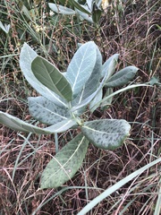 Calotropis
