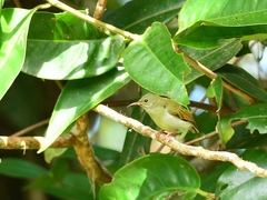 Aethopyga temminckii