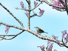 Aethopyga temminckii