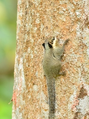 Black-Eared Squirrel photo 5